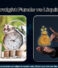 Overnight Funds vs Liquid Funds: Which Better in 2026?